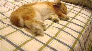 Miniature lop eared bunny  QQ Summer  Sleeping on bed [upl. by Henigman]