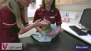 Administering oral products to cats [upl. by Ahsaelat]