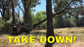 SMALL FORESTRY MULCHER vs HUGE TREESDavid and Goliath [upl. by Xxam324]