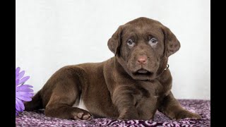 Labrador Retriever Puppies for Sale [upl. by Kalina]