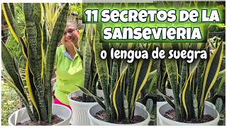 😍SECRETOS QUE DEBES SABER DE LA SANSEVIERIA o lengua de suegra planta ideal para tiLiliana Muñoz [upl. by Sorac]