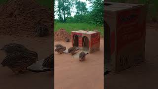 Super Effective Underground Quail Trap Using a Cardboard Box and Hole shorts uniqueshorts birds [upl. by Netsyrc455]