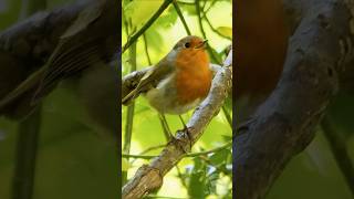 European Robin sings a sunny day song  UK Bird Sounds shorts [upl. by Amiaj572]