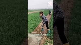 Clever method of digging ditches to grow seedlings automobile toolsandparts farming [upl. by Alletneuq]