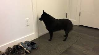 Schipperke dog greets his mom after two days away [upl. by Ardin]