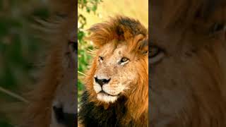 Fascinating Facts About Lions Kings of the Savannah [upl. by Elspet612]