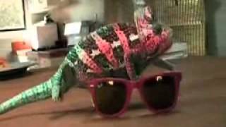 Chameleon Camouflages to Sunglasses [upl. by Acinorehs]