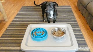 DIY Dog Bowl Stand for Less Than 20 [upl. by Heller]