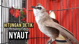 trucukan gacor TARUNG ROPEL PANJANG pancingan trucukan agar bunyi jadikan burung trucuk gacor EMOSI [upl. by Ailyn740]