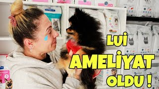 KÖPEĞİMİZ LUİ AMELİYAT OLDU  SILA MİRA [upl. by Meaghan747]