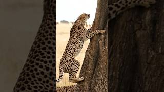 Cheetahs Hunting  preying [upl. by Tulley]