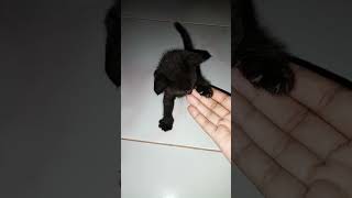 KUCING HITAM OSONG Kucing Sulawesi [upl. by Slack]