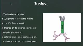 Trachea anatomy easy explanation [upl. by Lu]