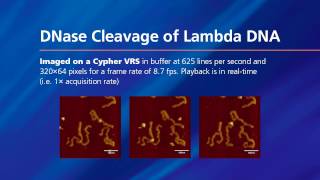 DNase Cleavage of Lambda DNA [upl. by Aisayn]