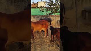 RK dairy farm Kotputli 🐄🐃💯♥️shortvideo farming dairyfarming villagelife short [upl. by Jacynth527]