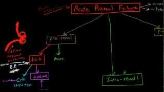 Pathophysiology of Acute Renal Failure [upl. by Sanjay641]