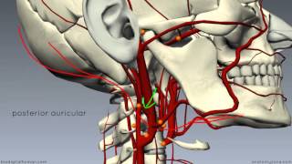 External Carotid Branches  3D Anatomy Tutorial [upl. by Eisteb281]