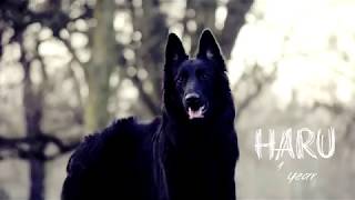 Haru  Belgian Shepherd Groenendael  1 year old [upl. by Ling277]