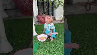 Monkey cute babymusic love monkeyvideo monkeybaby beach music calmdown love amor cute [upl. by Ayit976]