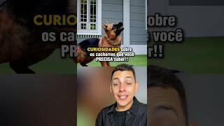 CURIOSIDADES SOBRE OS CACHORROS que VOCÊ PRECISA SABER 😨😱 curiosidades edusouzzav [upl. by Hardin]