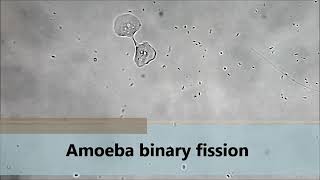 Amoeba binary fission 🔬 [upl. by Joceline]