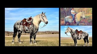 Gorgeous Grey Dappled Percheron Cross Gelding For Sale [upl. by Thornburg]