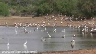 Yala National PArk [upl. by Tobi]