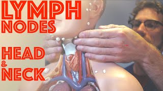 Clinical Examination of Head and Neck Lymph Nodes  Clinical Skills  Dr Gill [upl. by Amoritta49]