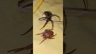 gagamba vs gagamba spiderfighter spiderfight gagambafight shortsyoutube short [upl. by Ameluz]