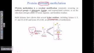 Histone methylation [upl. by Ymarej]