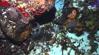 Cozumel Diving Part 2 2013 [upl. by Eidlog]