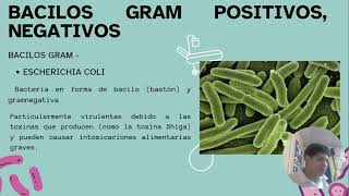 BACILOS GRAM POSITIVOS NEGATIVOS [upl. by Anaiad]