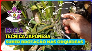 Técnica japonesa para ter muitos brotos nas orquídeas [upl. by Acirderf]