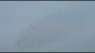 Starling Murmuration  Tubney Fen  November 2024 [upl. by Oiludbo818]