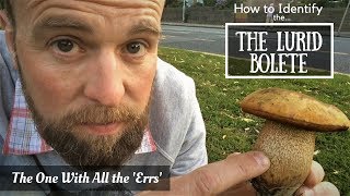 How to Identify the Lurid Bolete A Beginners Guide [upl. by Angeli]