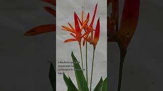 heliconia [upl. by Patrizius]