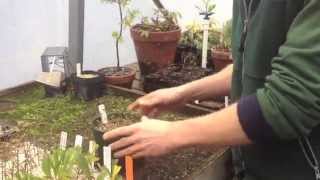 How to Take Cuttings for a Hedge [upl. by Ambert]