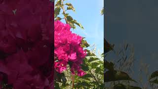 Nice Fleur bougainvillier Soleil Palmier nature music [upl. by Bunow356]