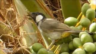 البلبل ابيض الخدين  WhiteCheeked Bulbul [upl. by Yaresed]