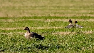 Pink footed Geese North Norfolk [upl. by Auqenahc798]