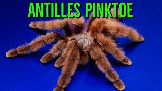 Caribena Versicolor Antilles Pinktoe Tarantula shorts [upl. by Aneris544]