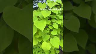 Cercis canadensis Golden Falls redbud [upl. by Oak760]