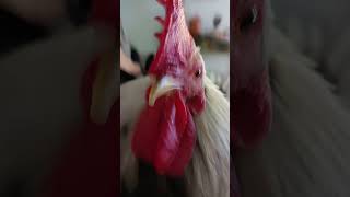 My chicken singing🐓🐓 [upl. by Inalej]