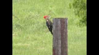 IVORYBILLED WOODPECKER [upl. by Keppel455]