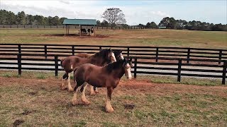 Clydesdale Horses At Home on North Georgia Farm [upl. by Osmond582]