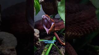 Ralph’s RED Bush Viper Kira Fangs out Friday [upl. by Yerffoj]