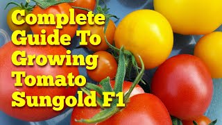 Complete Guide Growing Sungold F1 Tomato From Seed To Plate  The Movie [upl. by Ellekcim575]