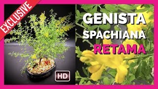 Bonsai Retama Genista Spachiana [upl. by Edmondo]