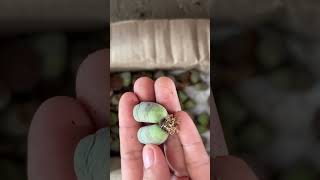 Prepare lithops before planting [upl. by Broeker]