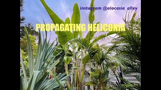 Heliconia propagation from garden [upl. by Kylstra]